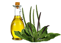 Asian Plantain Seed Extract