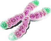 Telomeres