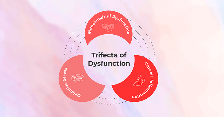 Could These 3 Factors Be the Root of Your Health Issues