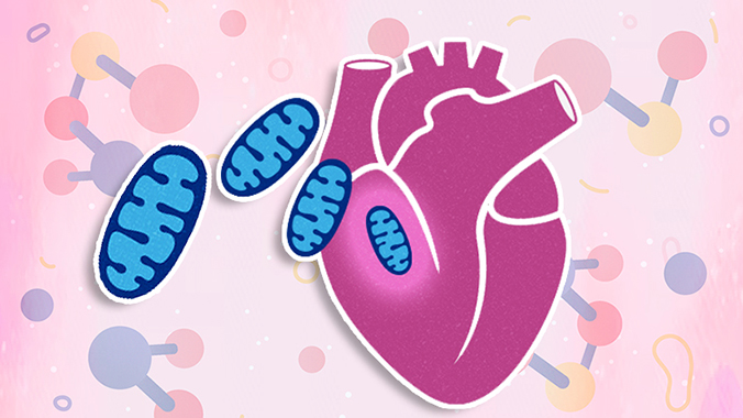 5 Effective Ways to Supercharge Your Mitochondria (and Your Heart)